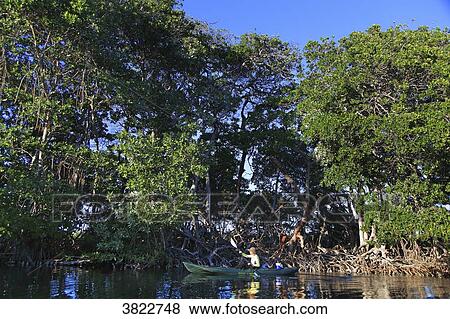 Venezuela, Margaita Island, National parc, La Laguna de la restinga View Large Photo Image Stock Photo - Venezuela, Margaita Island, National parc, La Laguna de la restinga. Fotosearch