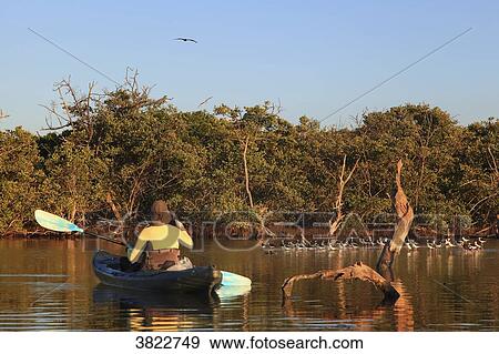 Stock Photo - Venezuela, Margaita Island, National parc, La Laguna de la restinga. Fotosearch