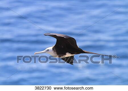 Venezuela, Margarita Island. frigate bird View Large Photo Image Stock Image - Venezuela, Margarita Island. frigate bird. Fotosearch