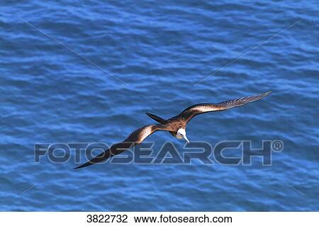 Venezuela, Margarita Island. frigate bird View Large Photo Image Stock Image - Venezuela, Margarita Island. frigate bird. Fotosearch