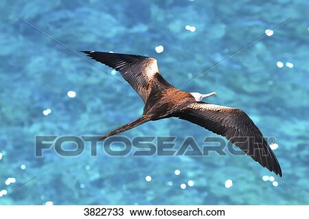 Venezuela, Margarita Island. frigate bird View Large Photo Image Stock Image - Venezuela, Margarita Island. frigate bird. Fotosearch