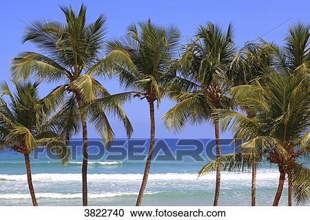 Venezuela, Margarita Island. Guacuco beach View Large Photo Image Stock Image - Venezuela, Margarita Island. Guacuco beach. Fotosearch