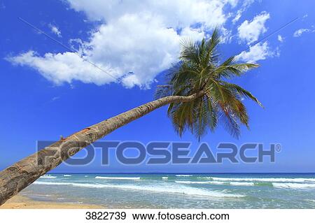 Stock Photo - Venezuela, Margarita Island. Guacuco beach. Fotosearch