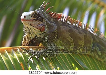 Venezuela, Margarita Island. Iguana View Large Photo Image Picture - Venezuela, Margarita Island. Iguana. Fotosearch