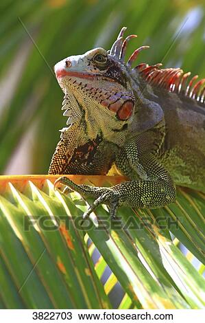 Venezuela, Margarita Island. Iguana View Large Photo Image Stock Image - Venezuela, Margarita Island. Iguana. Fotosearch