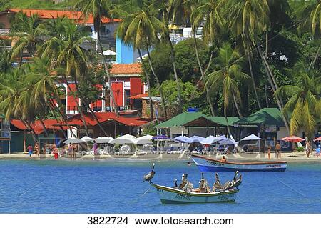 Venezuela, Margarita Island. pelican, Pampatar View Large Photo Image Picture - Venezuela, Margarita Island. pelican, Pampatar. Fotosearch