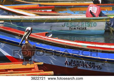 Stock Image - Venezuela, Margarita Island. pelican, Pampatar. Fotosearch