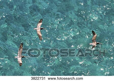 Venezuela, Margarita Island, pelican View Large Photo Image Stock Image - Venezuela, Margarita Island, pelican. Fotosearch