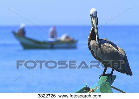Venezuela, Margarita Island. pelican View Large Photo Image Stock Photograph - Venezuela, Margarita Island. pelican. Fotosearch
