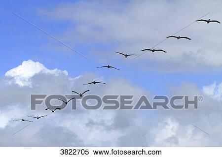 Venezuela, Margarita Island. pelicans View Large Photo Image Stock Photography - Venezuela, Margarita Island. pelicans. Fotosearch