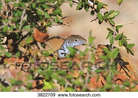 Venezuela, Margarita Island. View Large Photo Image Stock Photo - Venezuela, Margarita Island.. Fotosearch