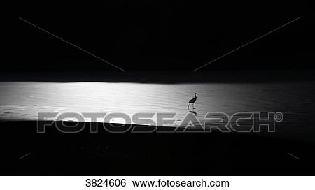 Vosges. Kruth. Lake Kruth-Wildenstein. Great egret walking on ice in winter. View Large Photo Image Stock Photograph - Vosges. Kruth. Lake Kruth-Wildenstein. Great egret walking on ice in winter.. Fotosearch