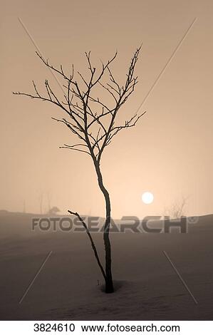 Vosges. The Markstein in winter. The sun appears above the snowy slopes. View Large Photo Image Stock Image - Vosges. The Markstein in winter. The sun appears above the snowy slopes.. Fotosearch
