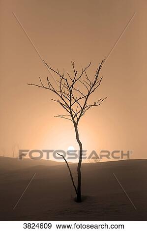 Vosges. The Markstein in winter. The sun appears above the snowy slopes. View Large Photo Image Stock Photo - Vosges. The Markstein in winter. The sun appears above the snowy slopes.. Fotosearch