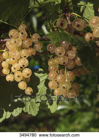 White currants View Large Photo Image Stock Image - White currants. Fotosearch
