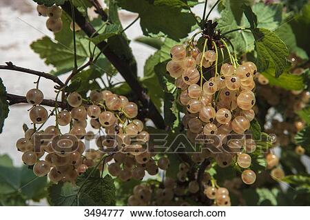 Stock Photo - White currants. Fotosearch