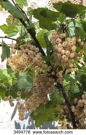 White currants View Large Photo Image Stock Photo - White currants. Fotosearch