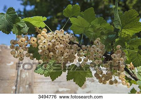 Stock Photograph - White currants. Fotosearch