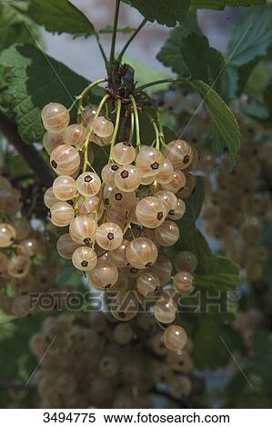 White currants View Large Photo Image Stock Photography - White currants. Fotosearch