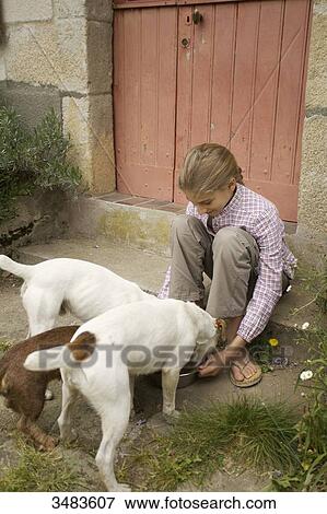 Stock Photo - Young girl feeding her dogs. Fotosearch