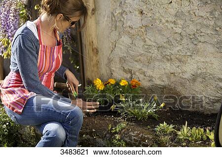 Young woman gardening View Large Photo Image Stock Image - Young woman gardening. Fotosearch