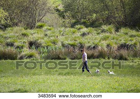 Young woman walking with her dogs in a field View Large Photo Image Picture - Young woman walking with her dogs in a field. Fotosearch