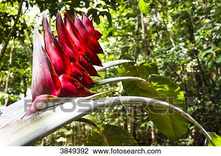 Stock Image - Zoom on a red banana flower, Fort de Montravail, Martinique, France. Fotosearch
