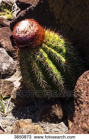 Stock Image - zoom on Turk's Cap Cactus, Petit Nevis, Saint-Vincent and the Grenadines, West Indies. Fotosearch