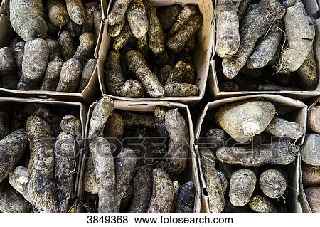 zoom on yams, Dillon's fresh market, Fort-de-France, Martinique, France View Large Photo Image Stock Photo - zoom on yams, Dillon's fresh market, Fort-de-France, Martinique, France. Fotosearch