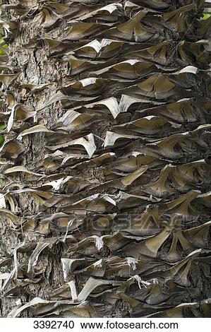 Australia, Macrozamia bark View Large Photo Image Stock Image - Australia, Macrozamia bark. Fotosearch