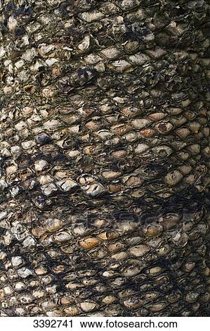Stock Image - Australia, Macrozamia bark. Fotosearch