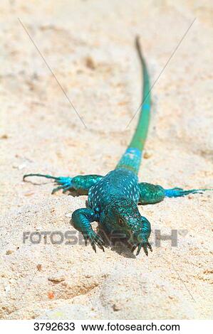 Blue lizard from Aruba. Aruban Whiptail lizard (Cnemidophorus arubensis) View Large Photo Image Stock Image - Blue lizard from Aruba. Aruban Whiptail lizard (Cnemidophorus arubensis). Fotosearch