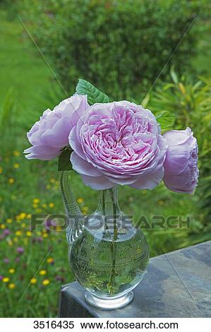 Stock Photography - Bunch of roses, Spirit of freedom by David Austin. Fotosearch