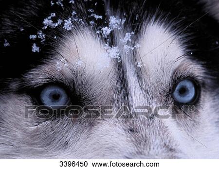 Canada, at the border of New-Brunswick, close up on the eyes of a Husky dog View Large Photo Image Stock Image - Canada, at the border of New-Brunswick, close up on the eyes of a Husky dog. Fotosearch