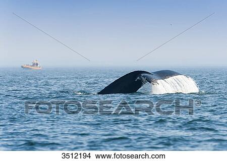 Picture - Canada, Province of Quebec. Estuary of the Saint Laurent. Tadoussac, world capital of whale watching. Tail of a humpback whale in dive. Fotosearch