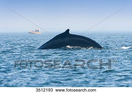Canada, Province of Quebec. Estuary of the Saint Laurent. Tadoussac, world capital of whale watching. Back of a humpback whale getting ready to dive View Large Photo Image Stock Image - Canada, Province of Quebec. Estuary of the Saint Laurent. Tadoussac, world capital of whale watching. Back of a humpback whale getting ready to dive. Fotosearch
