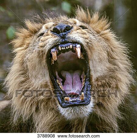 Close up of a male African Lion howling open mouth View Large Photo Image Stock Photo - Close up of a male African Lion howling open mouth. Fotosearch
