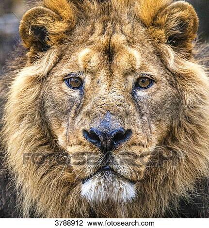 Close up of a male African Lion View Large Photo Image Stock Image - Close up of a male African Lion. Fotosearch