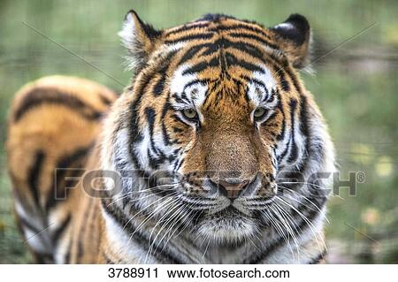 Close up of a Siberian tiger View Large Photo Image Stock Image - Close up of a Siberian tiger. Fotosearch