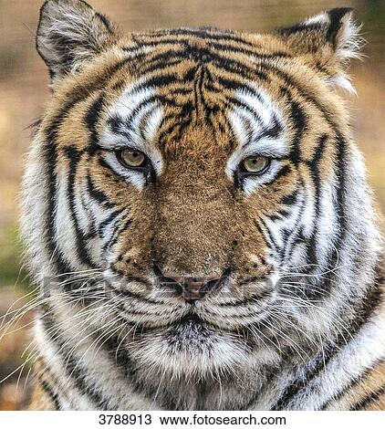 Close up of a Siberian tiger View Large Photo Image Stock Image - Close up of a Siberian tiger. Fotosearch