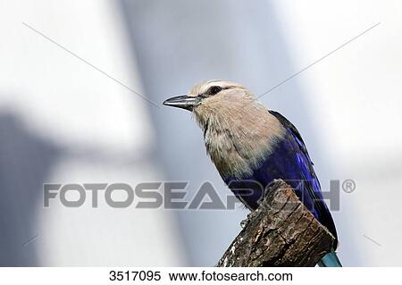 Stock Photography - Close-up on a jay.. Fotosearch