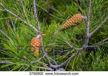 Close up on a maritime pine View Large Photo Image Stock Image - Close up on a maritime pine. Fotosearch