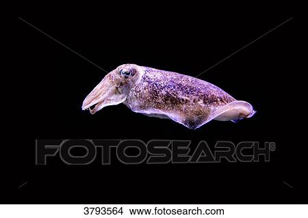 Cuttlefish aquarium in Lisbon, Portugal View Large Photo Image Picture - Cuttlefish aquarium in Lisbon, Portugal. Fotosearch
