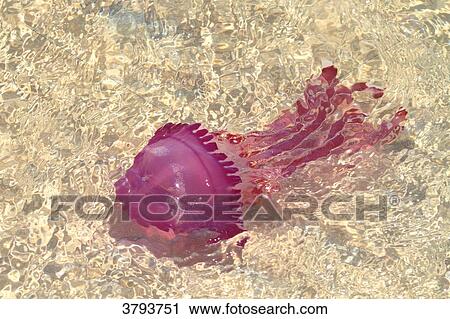 Egypte. Hurghada. Soma Bay. Red Sea. View Large Photo Image Stock Image - Egypte. Hurghada. Soma Bay. Red Sea.. Fotosearch