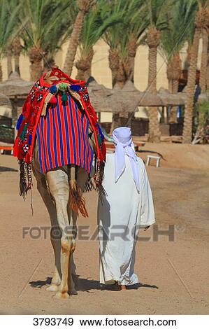Egypte. Hurghada. Soma Bay. Red Sea. Camel View Large Photo Image Stock Photo - Egypte. Hurghada. Soma Bay. Red Sea. Camel. Fotosearch