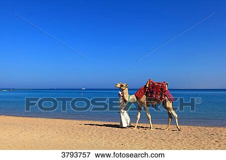 Egypte. Hurghada. Soma Bay. Red Sea. Camel View Large Photo Image Stock Photo - Egypte. Hurghada. Soma Bay. Red Sea. Camel. Fotosearch