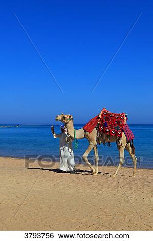 Egypte. Hurghada. Soma Bay. Red Sea. Camel View Large Photo Image Stock Photograph - Egypte. Hurghada. Soma Bay. Red Sea. Camel. Fotosearch