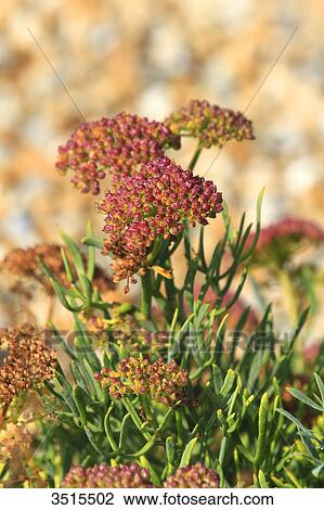 Stock Image - England, Dover. Natural reserve of 30 hectare. Samphire Hoe is a new piece of England made from 4. 9 million cubic metres of chalk marl dug to create the Channel Tunnel. Crithmum maritimum. Fotosearch