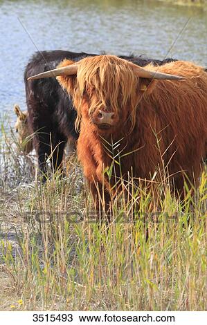 Stock Image - England, Kent Highland cow.. Fotosearch