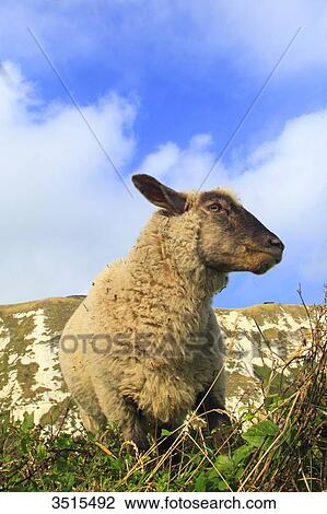 England, Kent, Suffolk sheep. View Large Photo Image Stock Image - England, Kent, Suffolk sheep.. Fotosearch